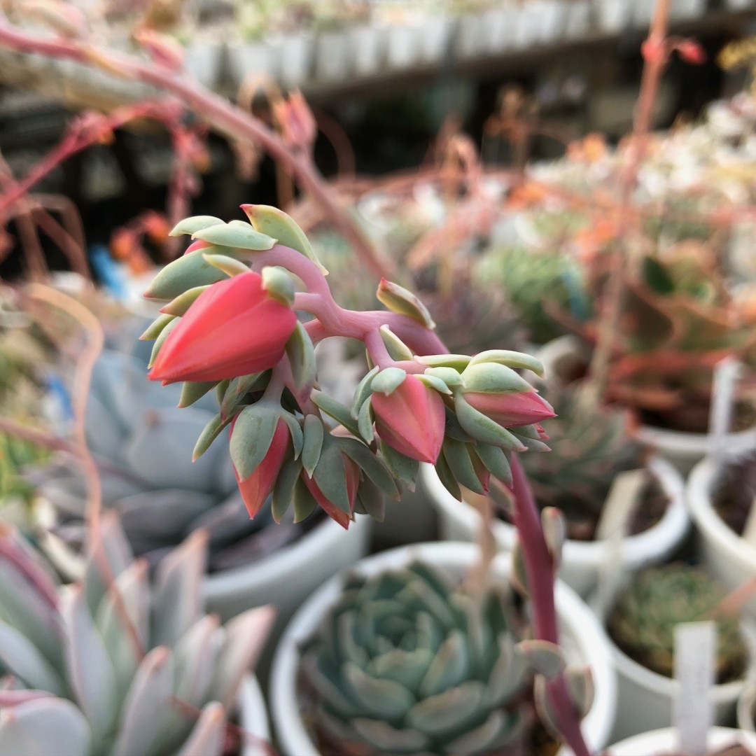 姬风车 Echeveria 'Hime-Kazaguruma'