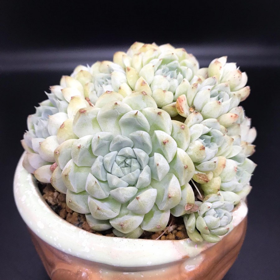 冰山 Echeveria 'Ice Mountain'