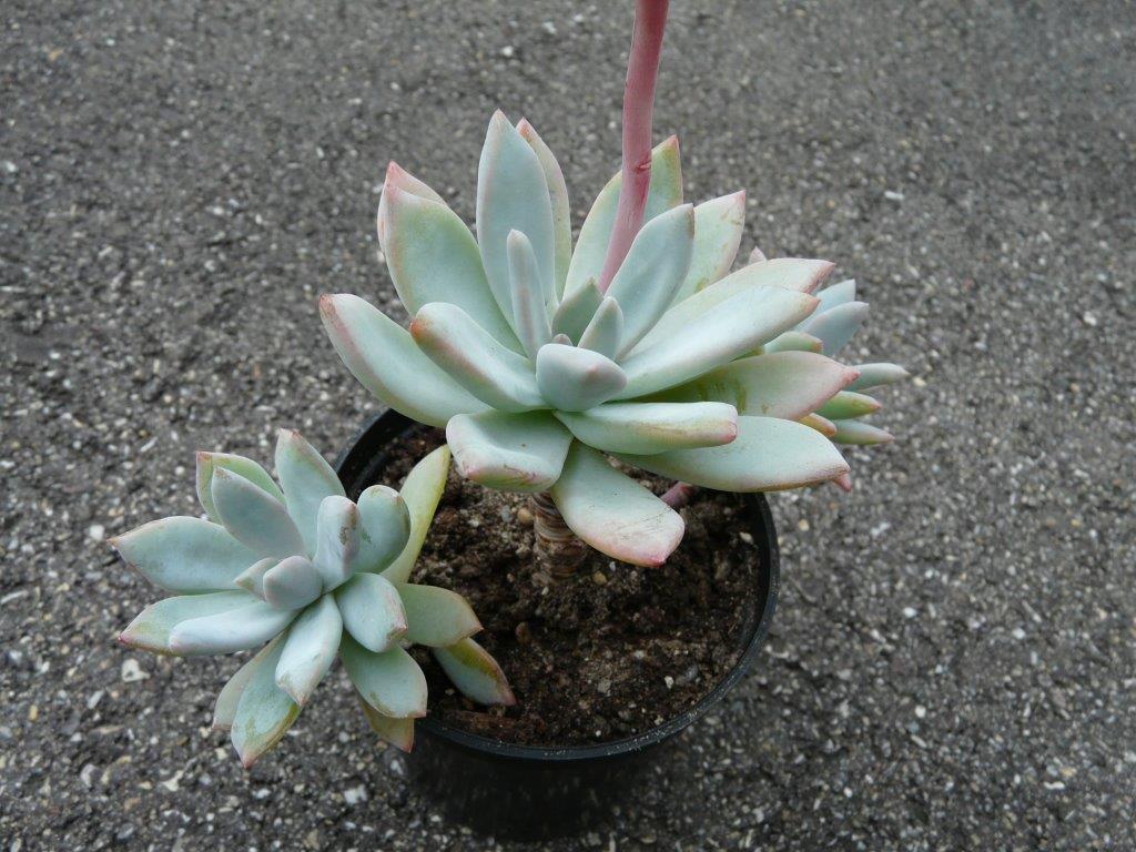 尤纳 xGraptoveria 'Juna'