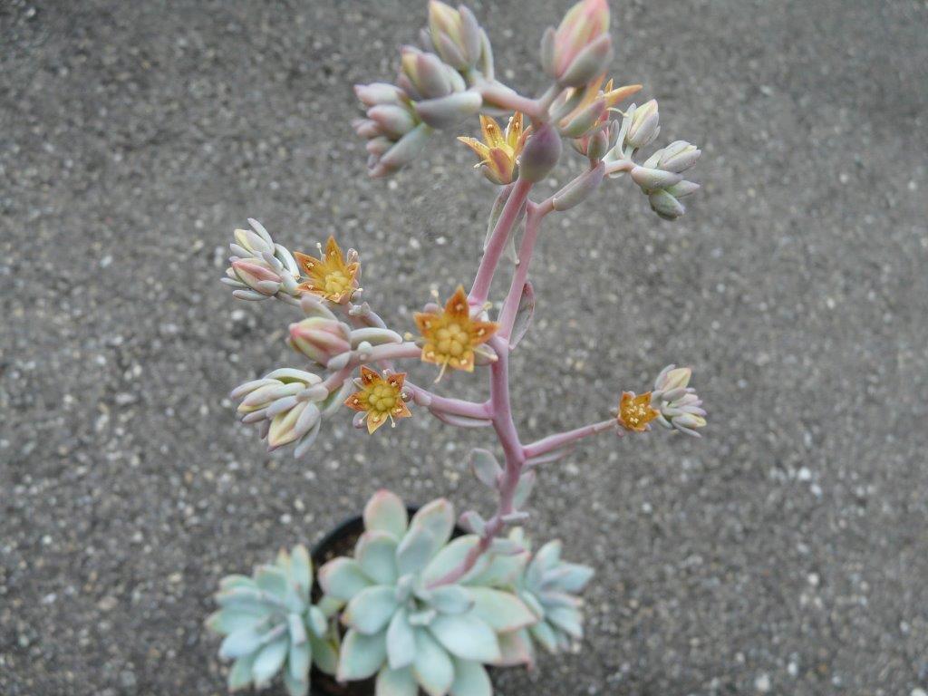 尤纳 xGraptoveria 'Juna'