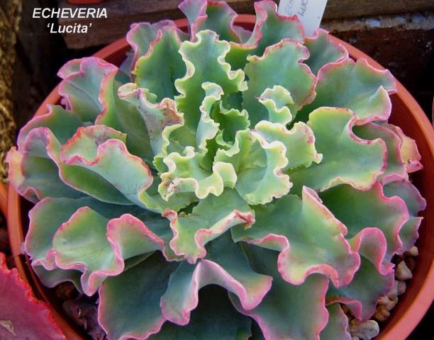露西塔 Echeveria 'Lucita'