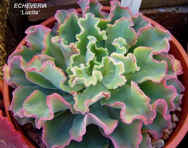 露西塔 Echeveria 'Lucita'