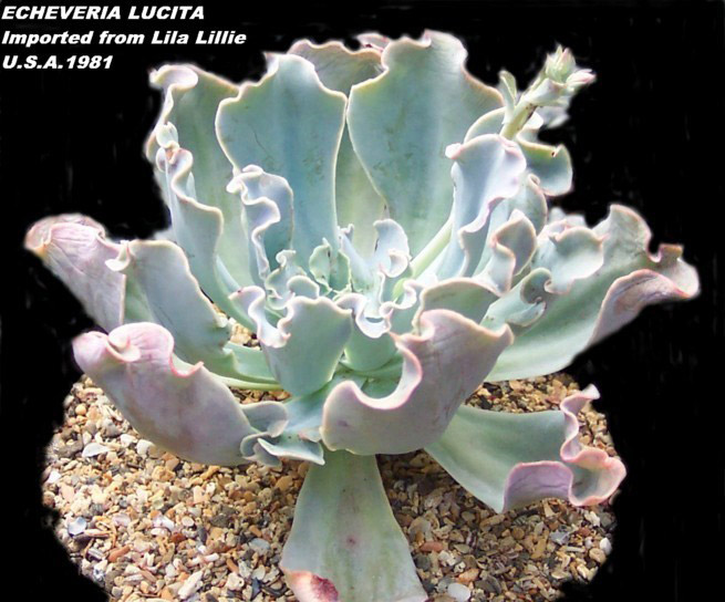 露西塔 Echeveria 'Lucita'