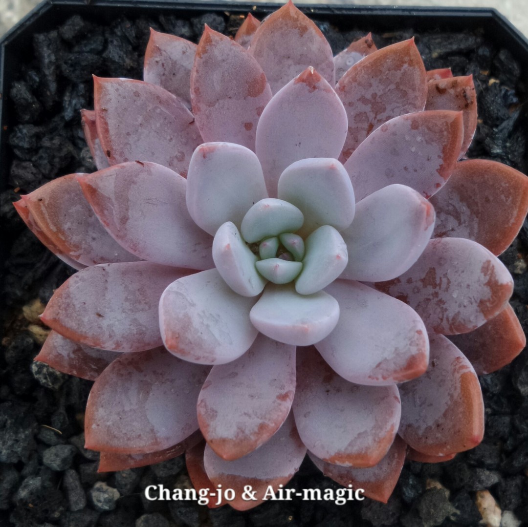 xGraptoveria 'Lulu' 