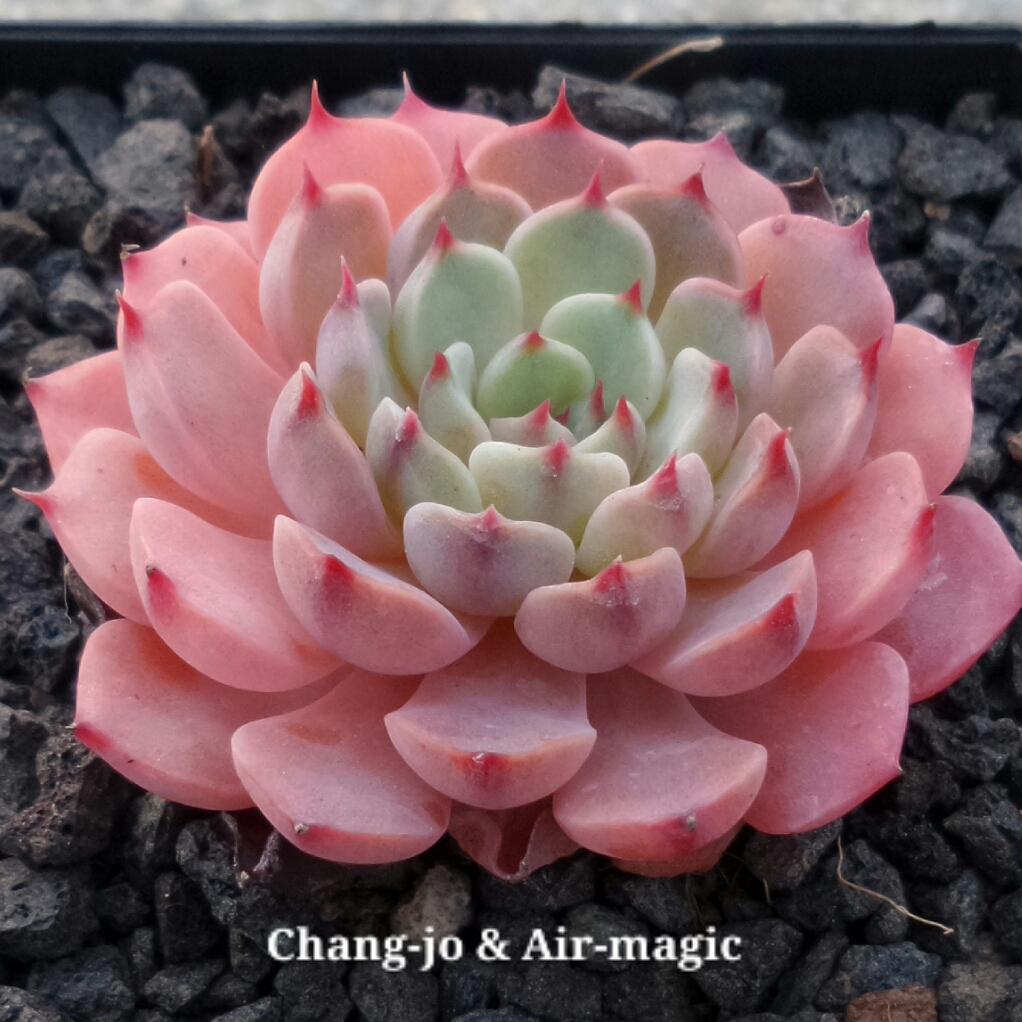  Echeveria 'Luma'