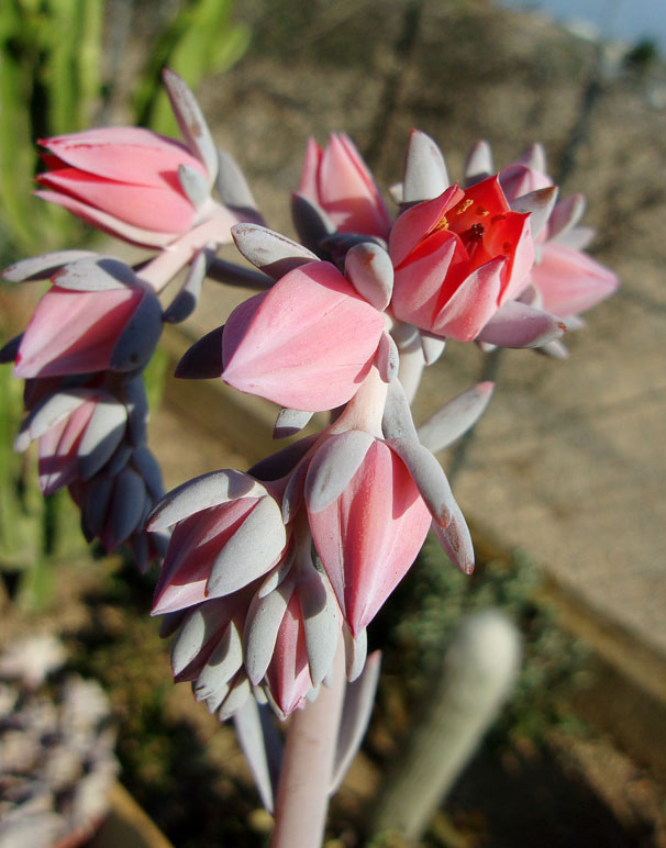 吕西亚 Echeveria 'Lycia'