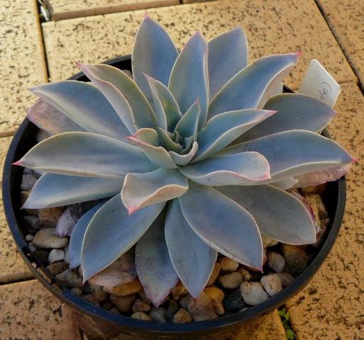 吕西亚 Echeveria 'Lycia'