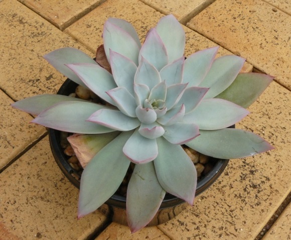 吕西亚 Echeveria 'Lycia'