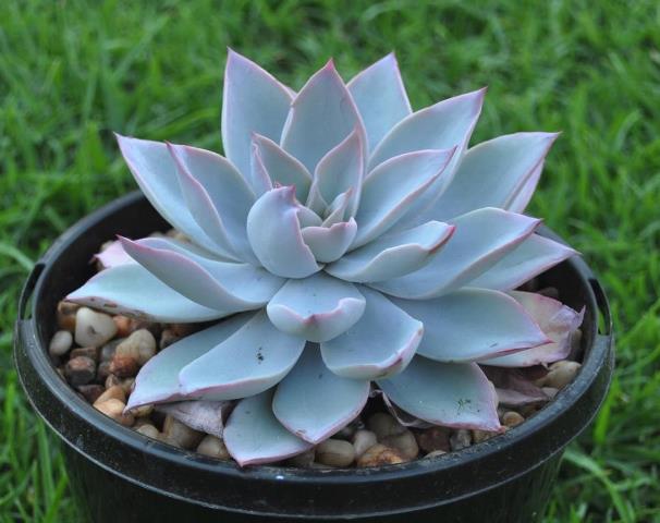 吕西亚 Echeveria 'Lycia'