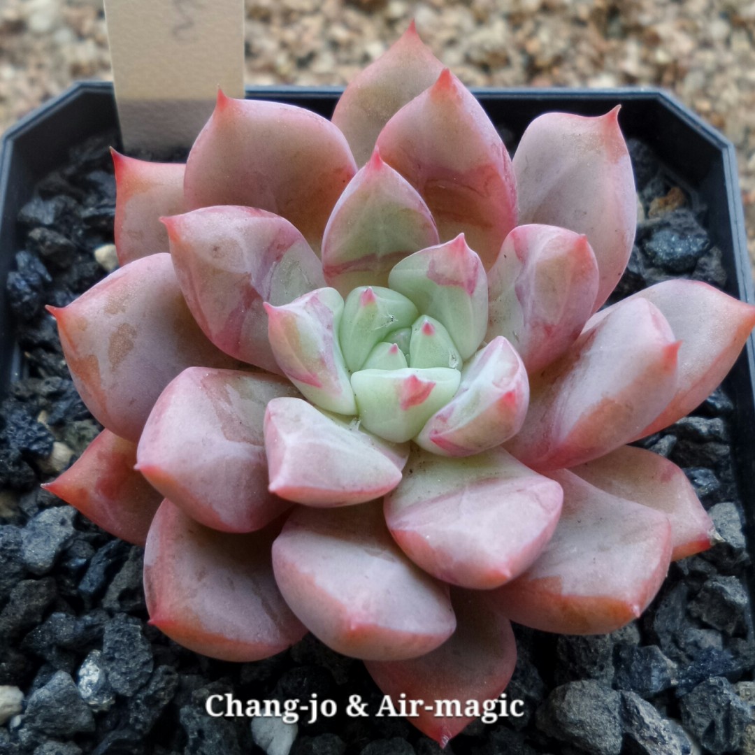 回声 Echeveria 'Meari'