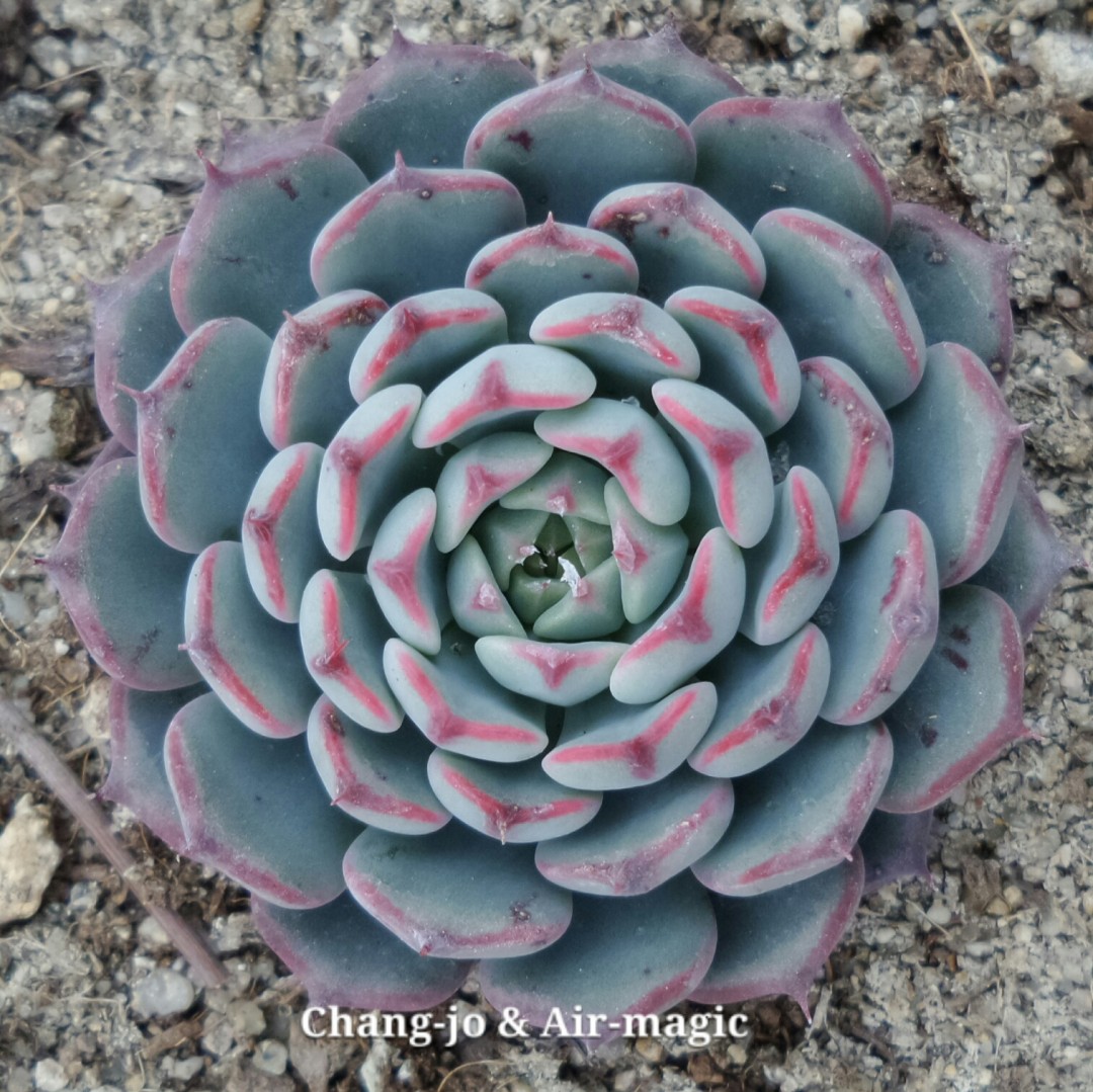 Echeveria 'Miregle'