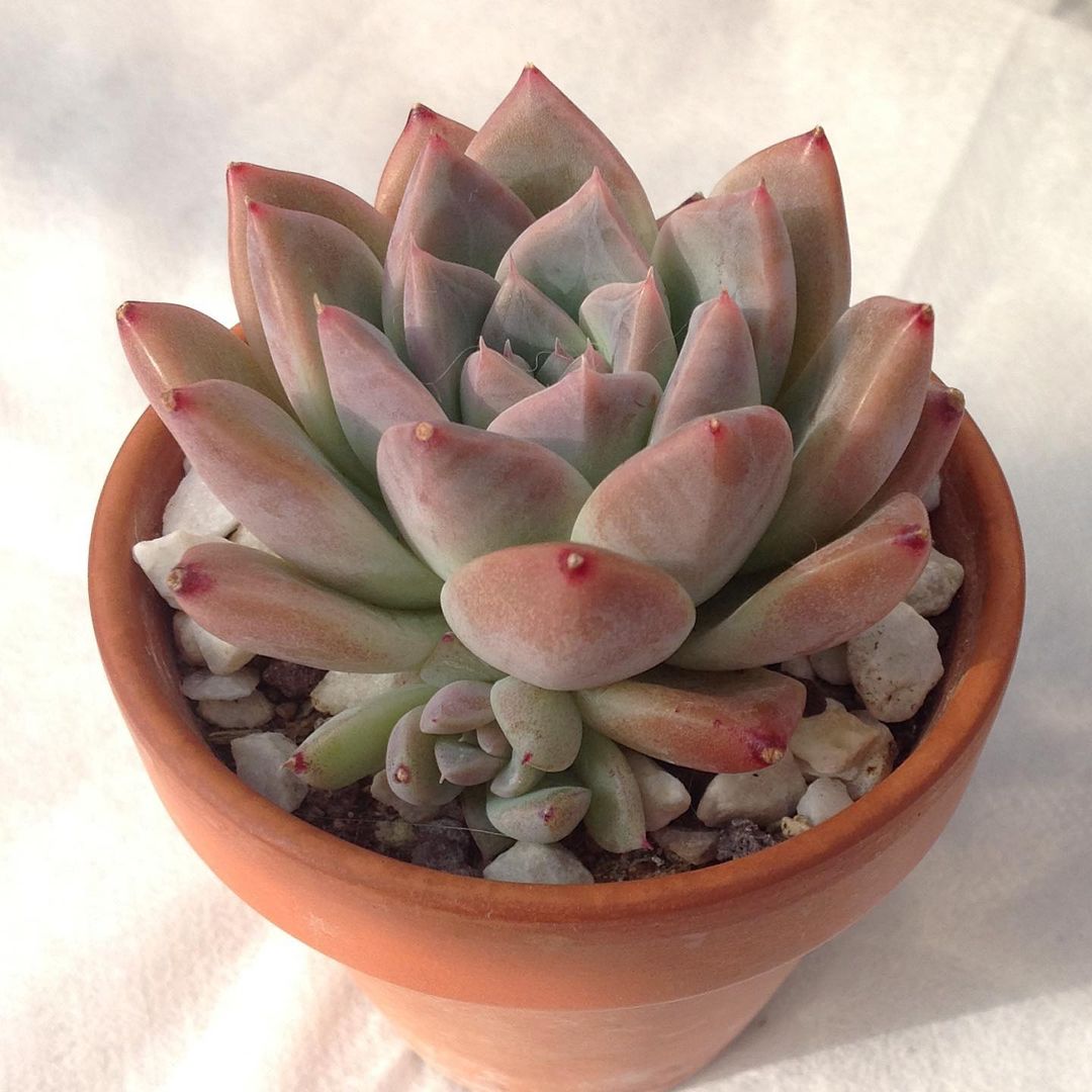 冰山 Echeveria 'Ice Mountain'