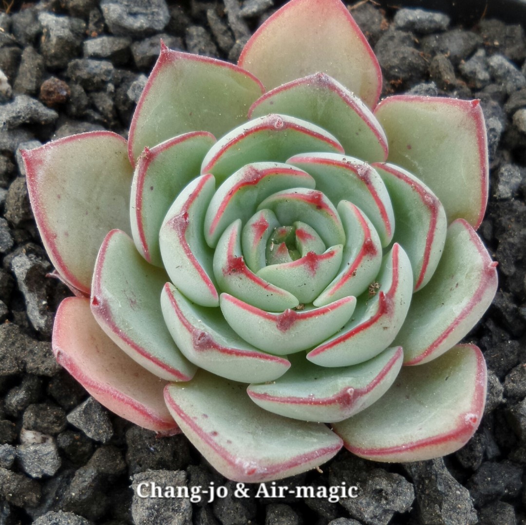 摩泽尔 Echeveria 'Mozel'