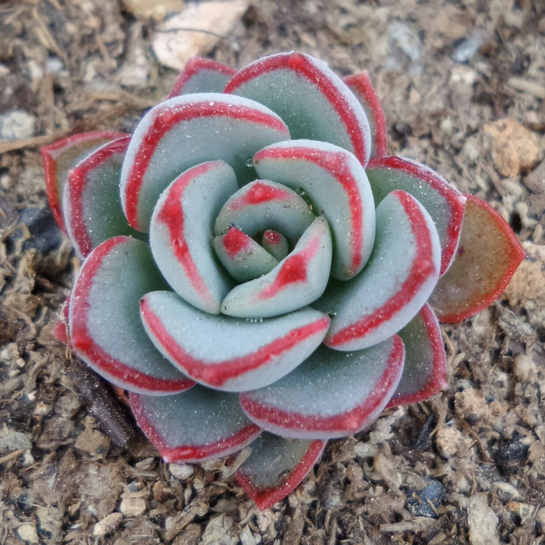 摩泽尔 Echeveria 'Mozel'