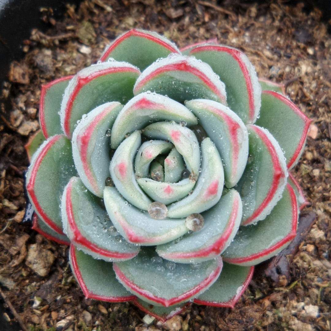 摩泽尔 Echeveria 'Mozel'