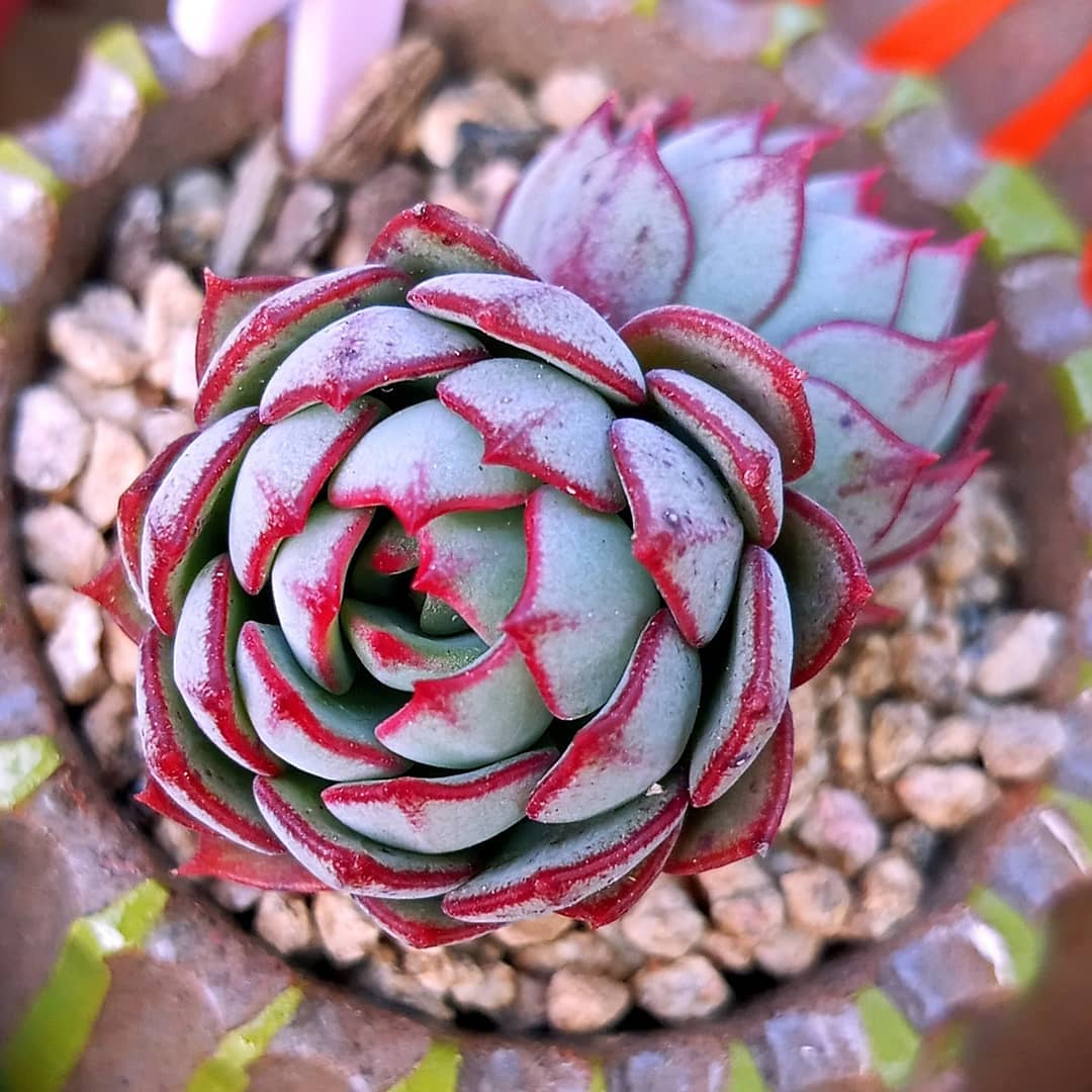 摩泽尔 Echeveria 'Mozel'