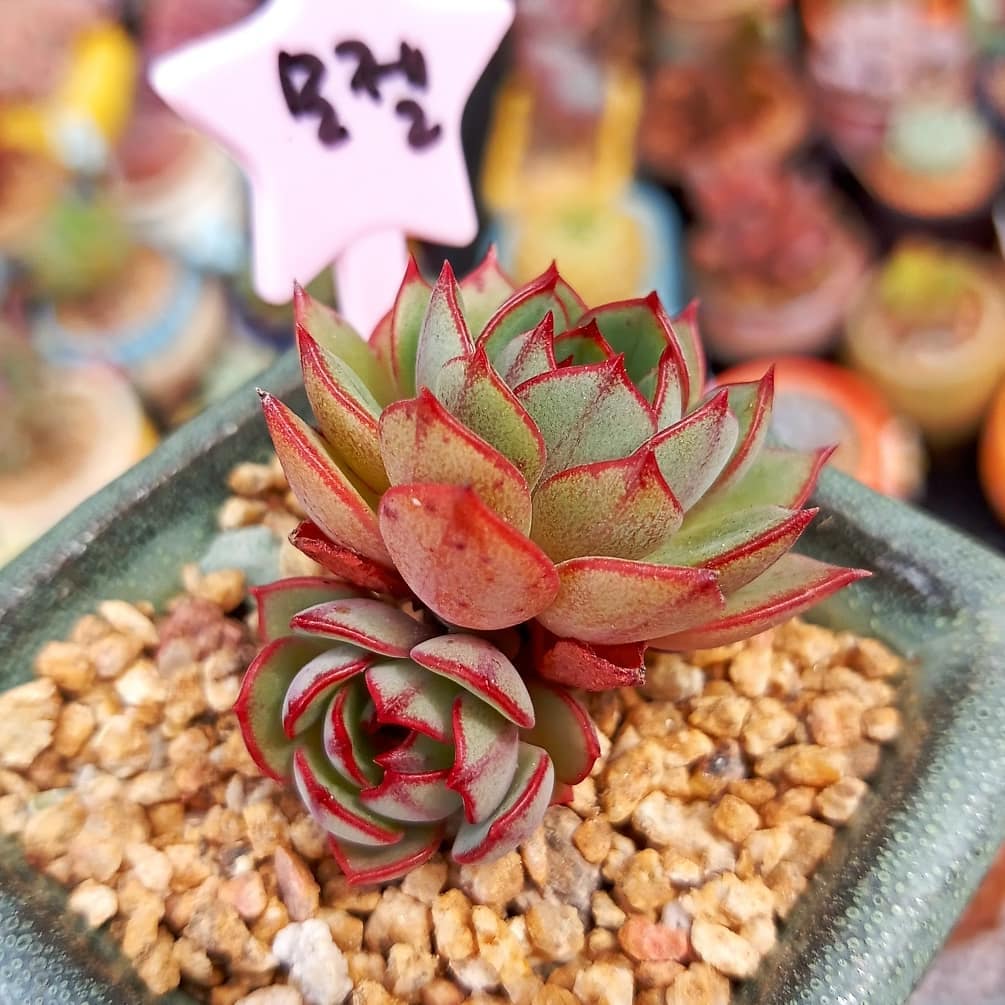 摩泽尔 Echeveria 'Mozel'