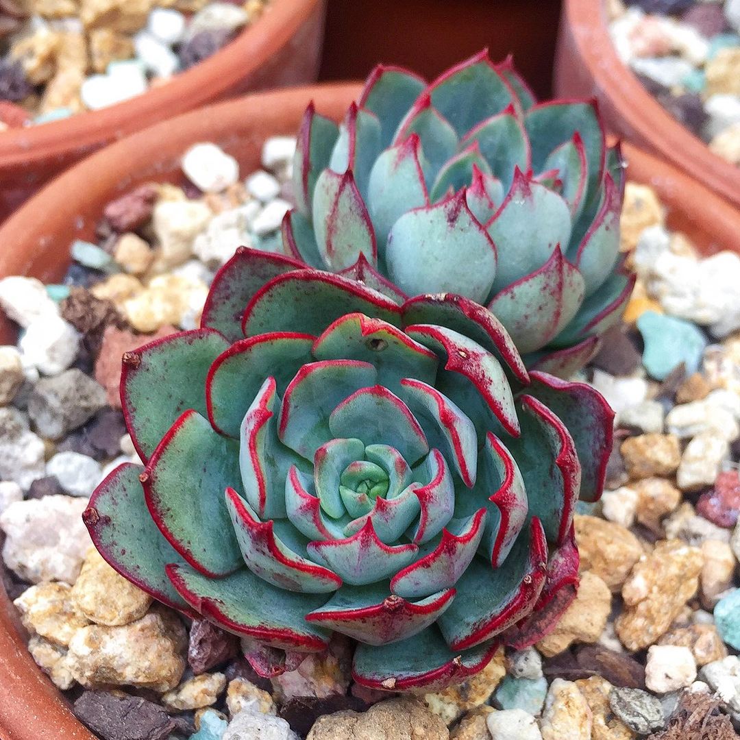 摩泽尔 Echeveria 'Mozel'