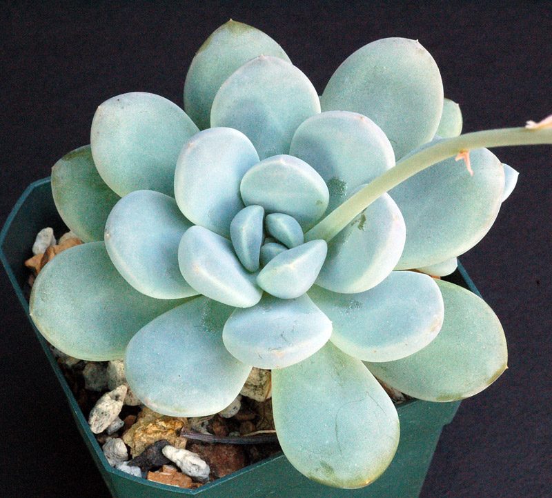 米勒 xPachyveria 'Muelleri'/'Mülleri'