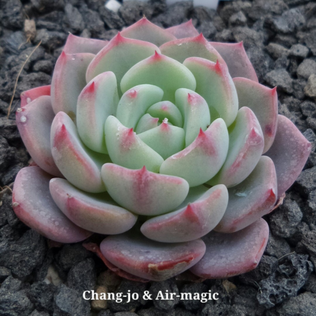 Echeveria 'Navile'