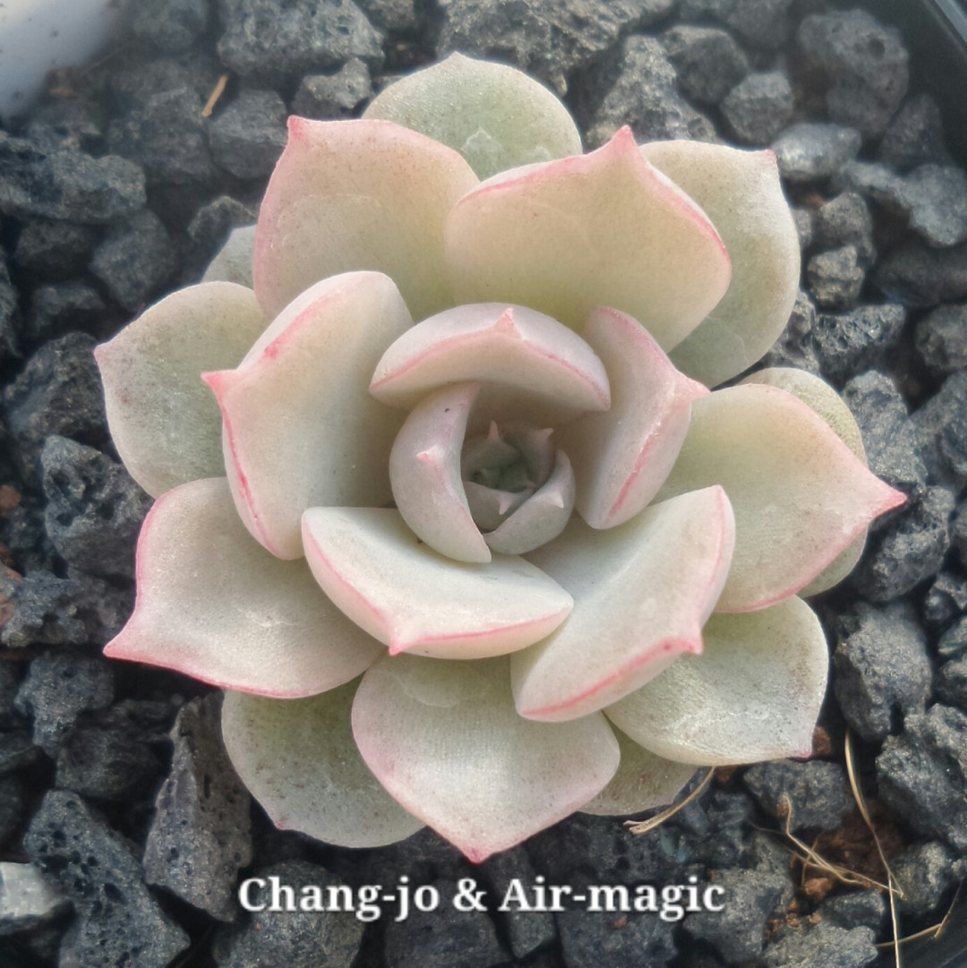 Echeveria 'No. 88'