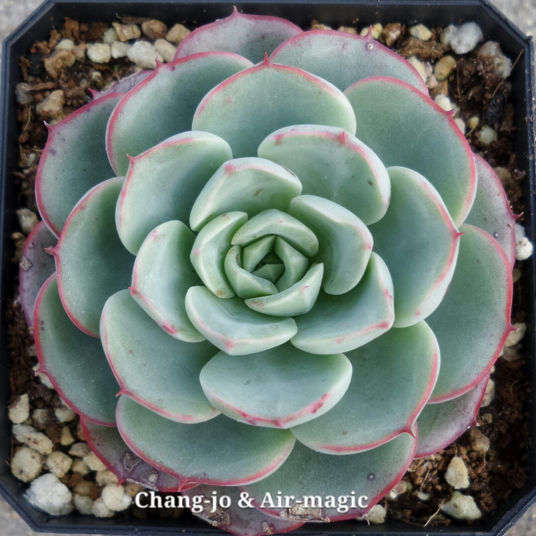 Echeveria 'No.5'