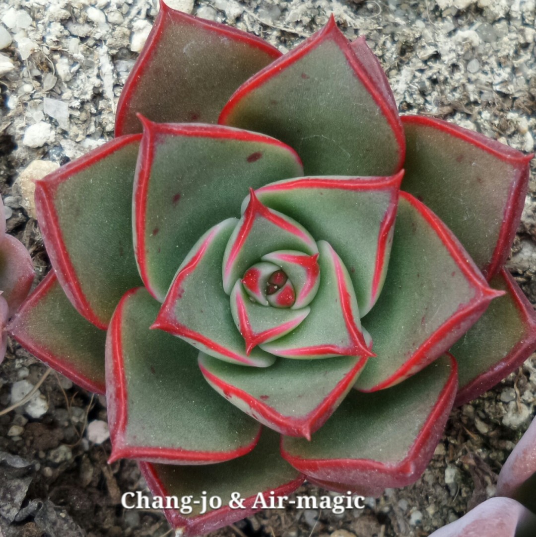 斗牛士/斗牛舞 Echeveria 'Paso Doble'