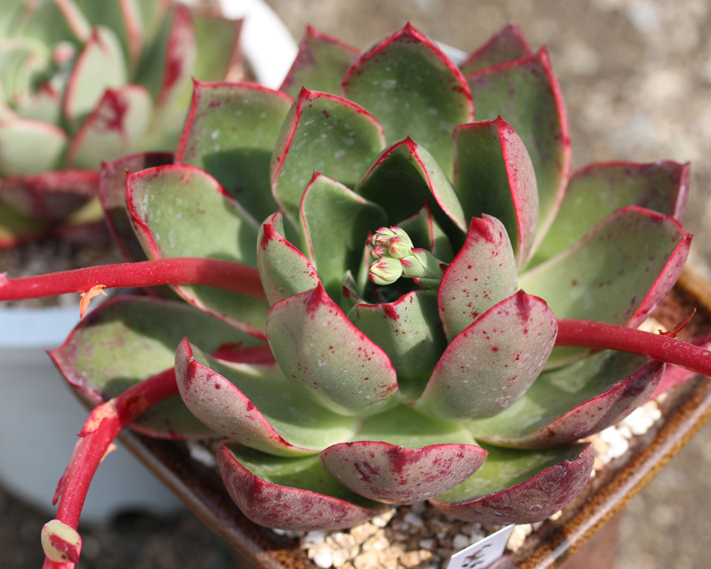 斗牛舞 Echeveria 'Paso Doble' 