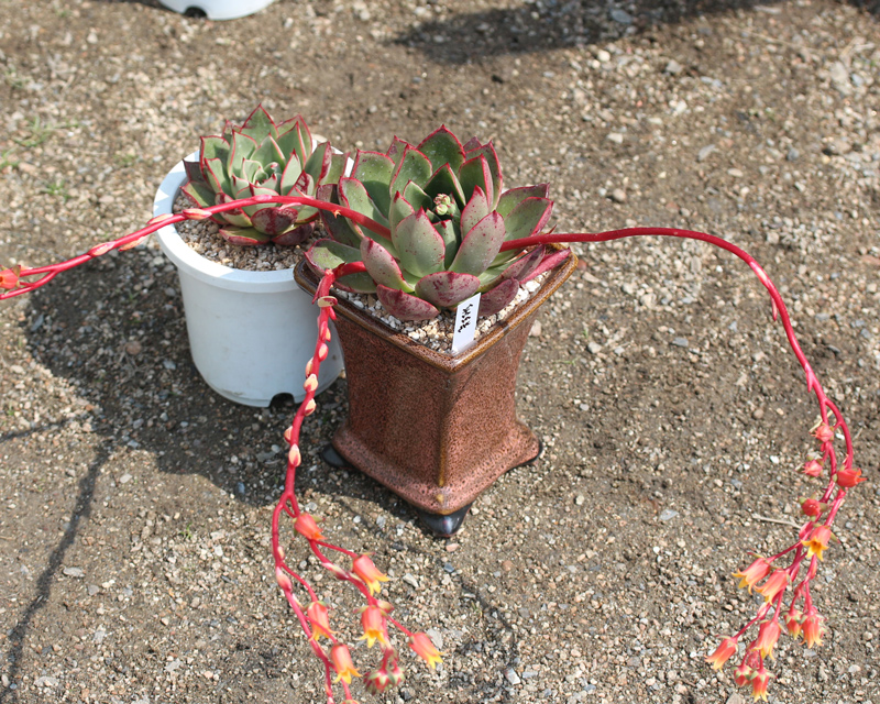 斗牛舞 Echeveria 'Paso Doble' 