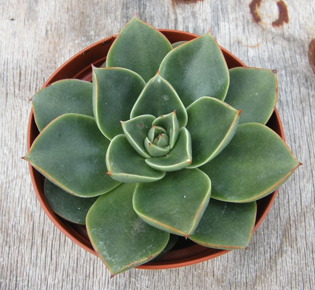 斗牛舞 Echeveria 'Paso Doble' 