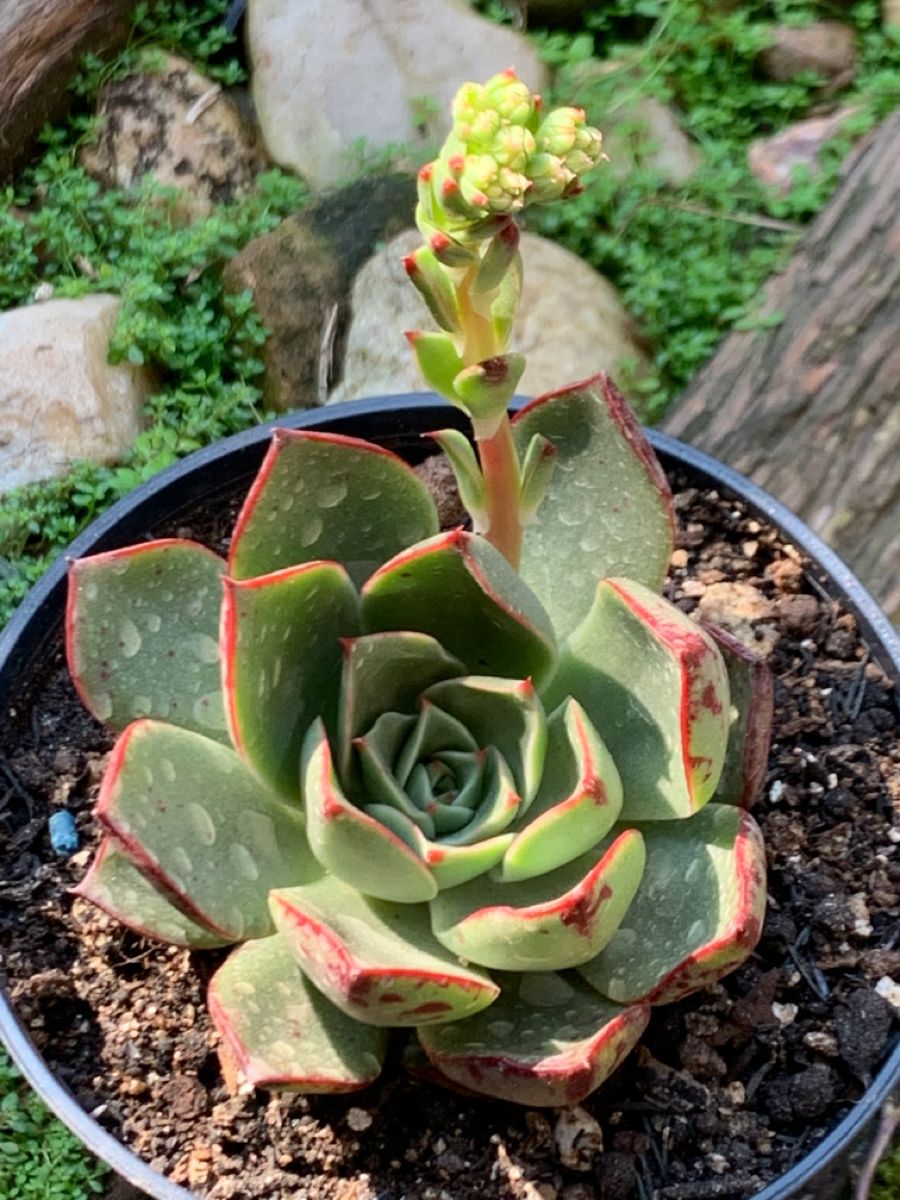 斗牛舞 Echeveria 'Paso Doble' 