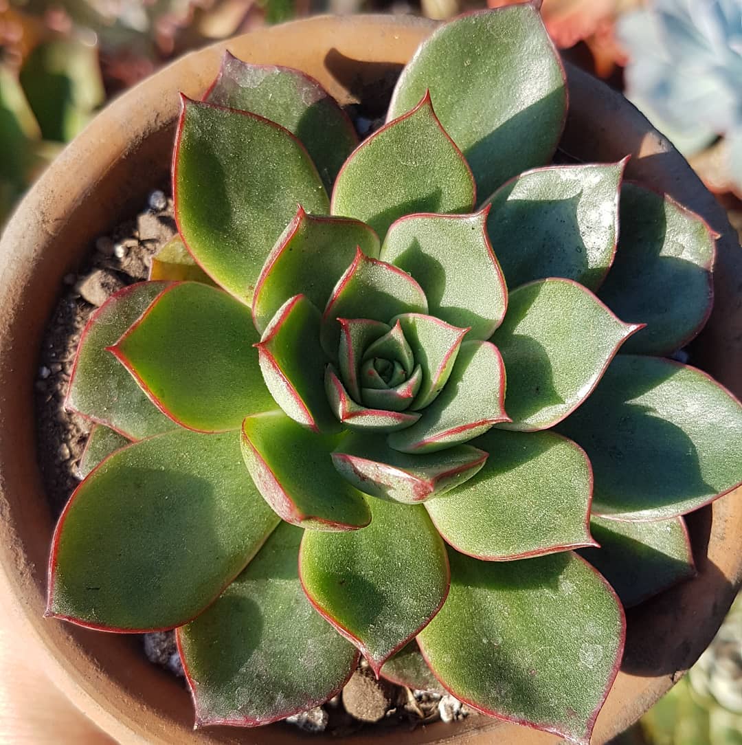 斗牛舞 Echeveria 'Paso Doble' 