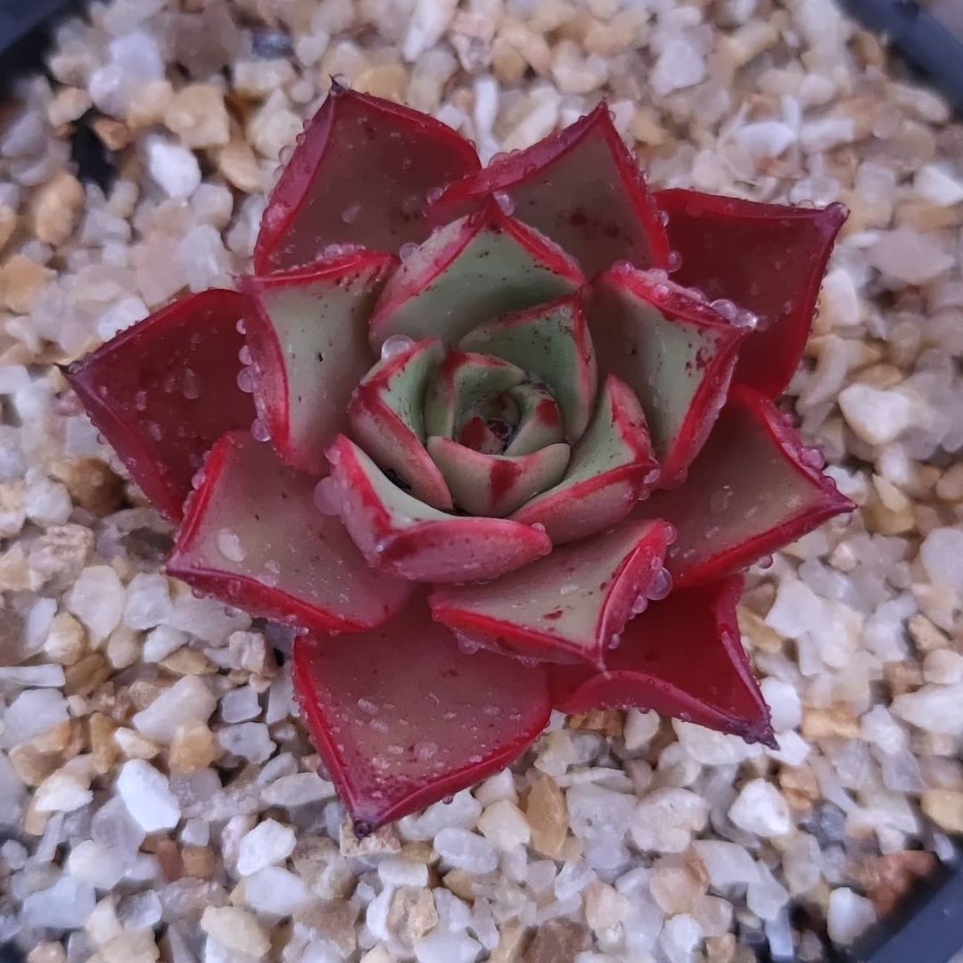 斗牛舞 Echeveria 'Paso Doble' 