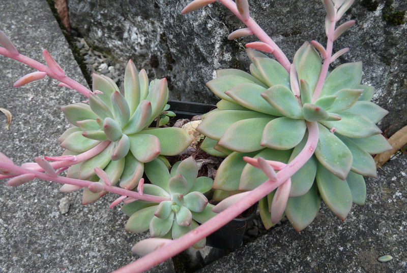 辉腾 xGraptoveria 'Phaeton'