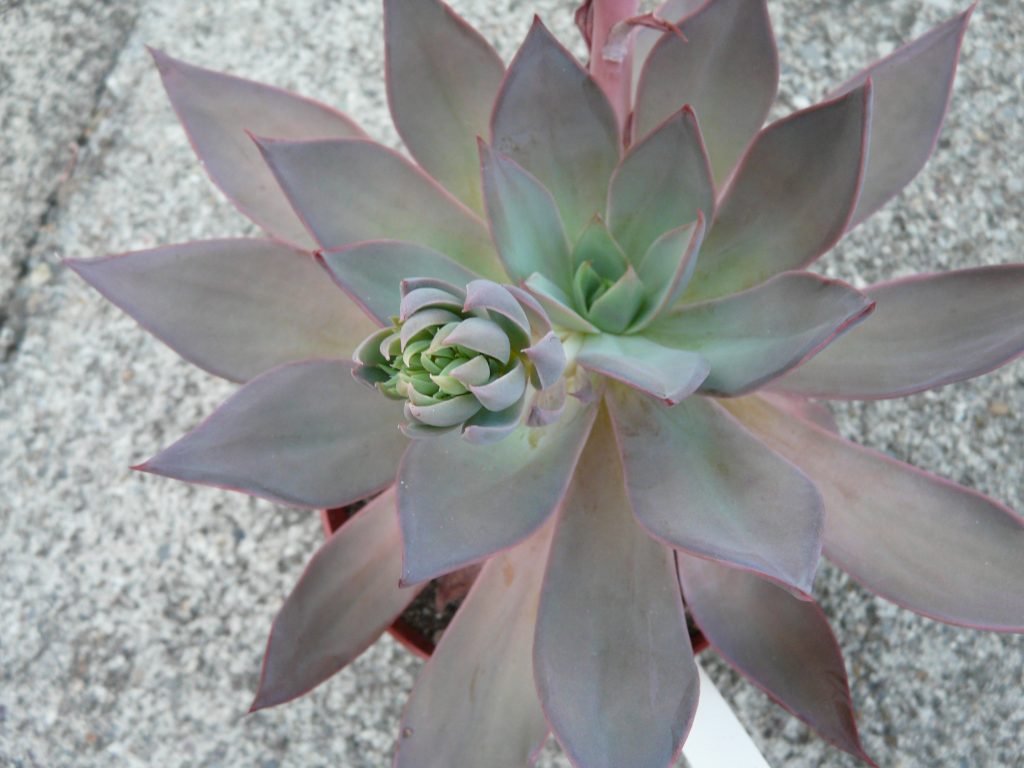 菲丽丝 Echeveria 'Phyllis Collis'