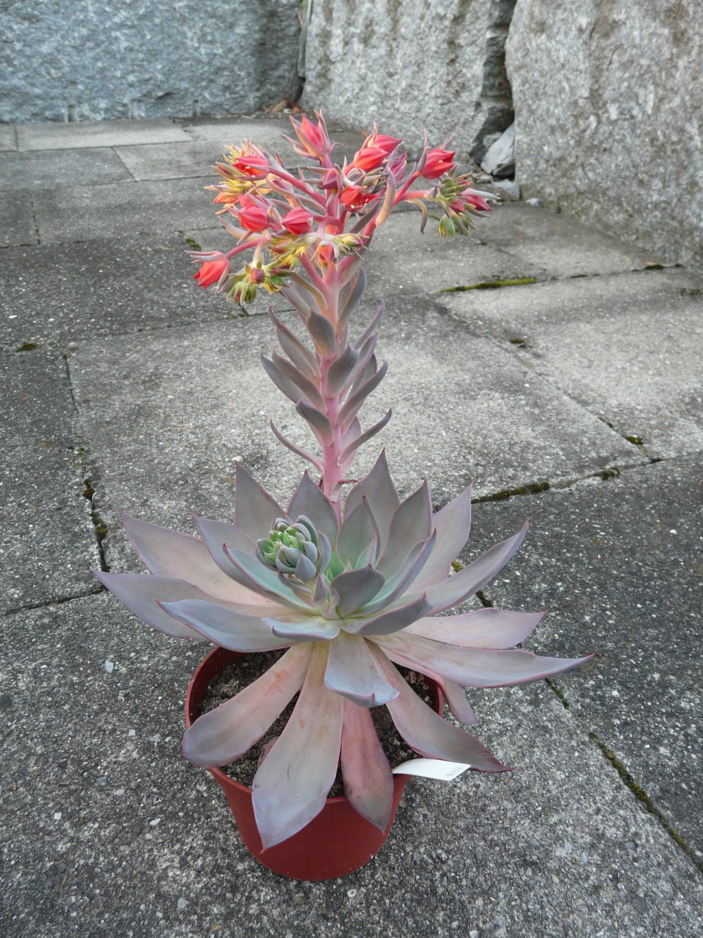 菲丽丝 Echeveria 'Phyllis Collis'