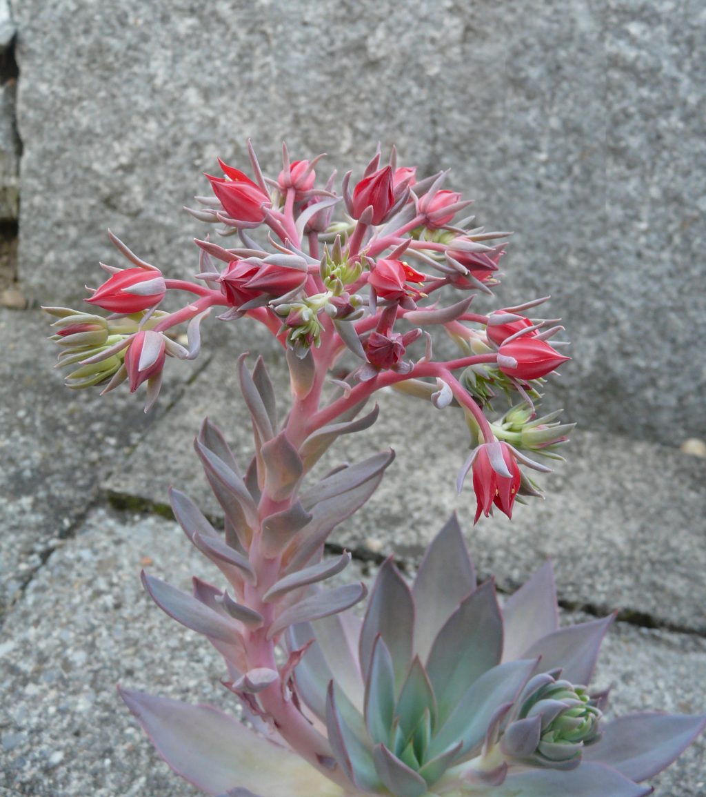 菲丽丝 Echeveria 'Phyllis Collis'