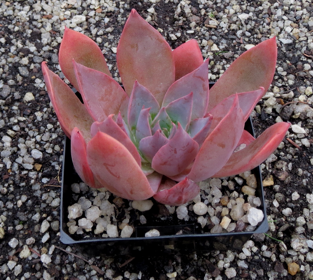 菲丽丝 Echeveria 'Phyllis Collis'