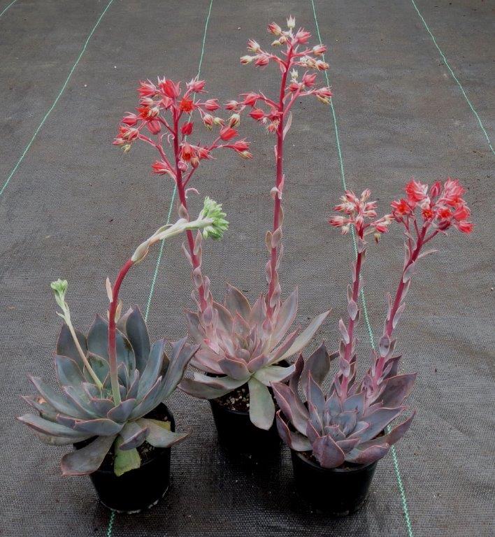 菲丽丝 Echeveria 'Phyllis Collis'