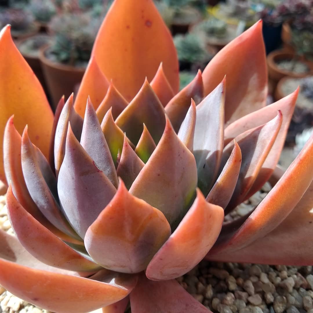 菲丽丝 Echeveria 'Phyllis Collis'