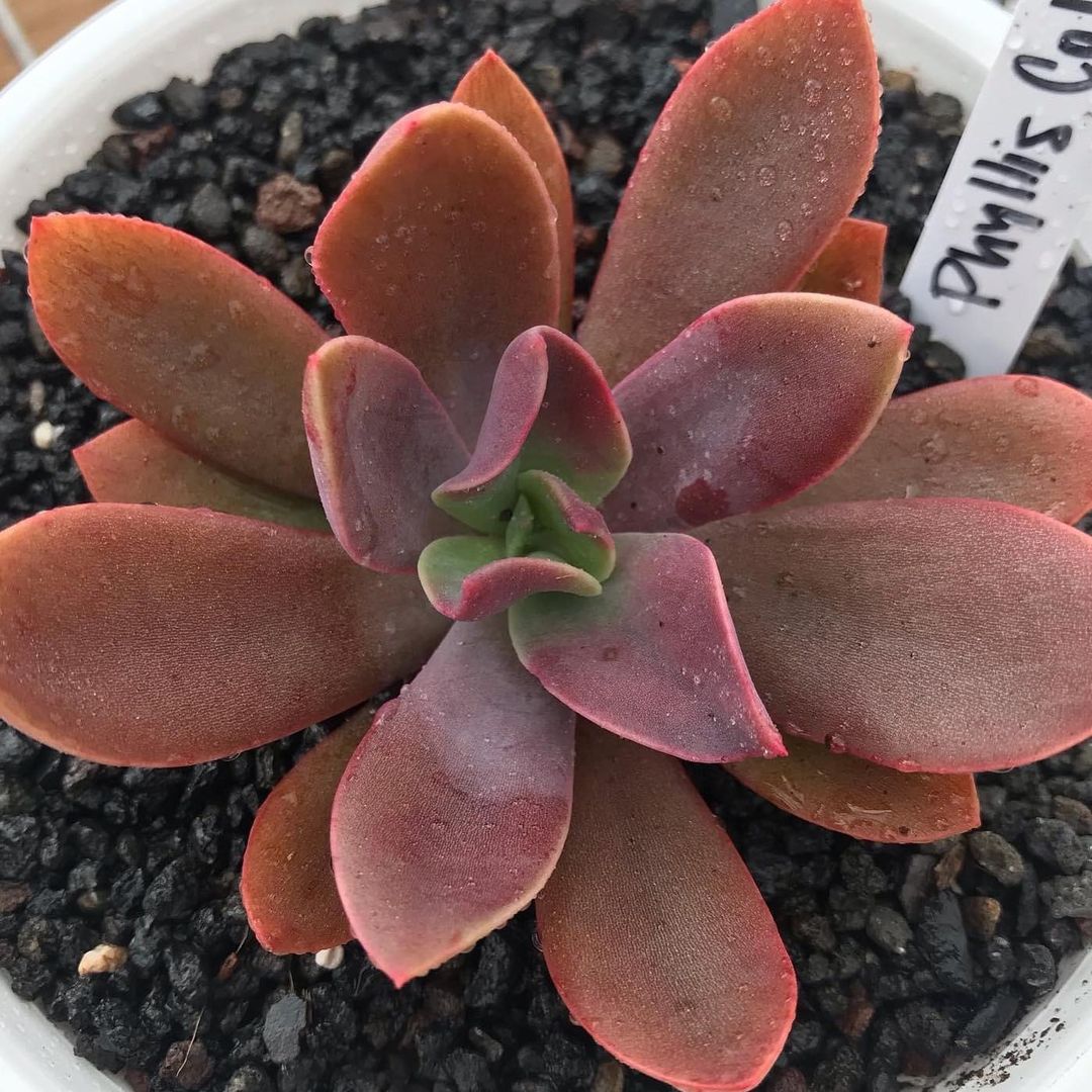 菲丽丝 Echeveria 'Phyllis Collis'