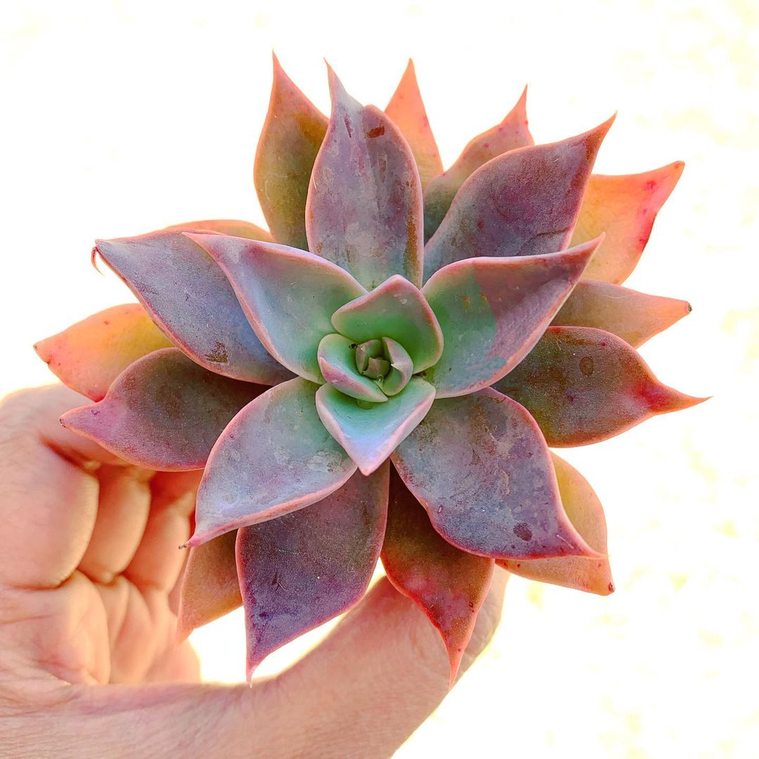 菲丽丝 Echeveria 'Phyllis Collis'