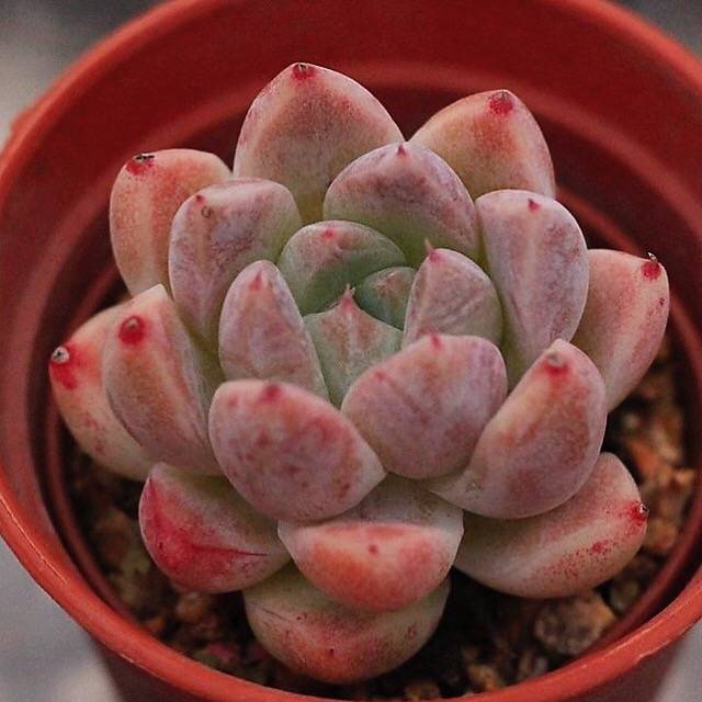 冰粉 Echeveria 'Ice pink'