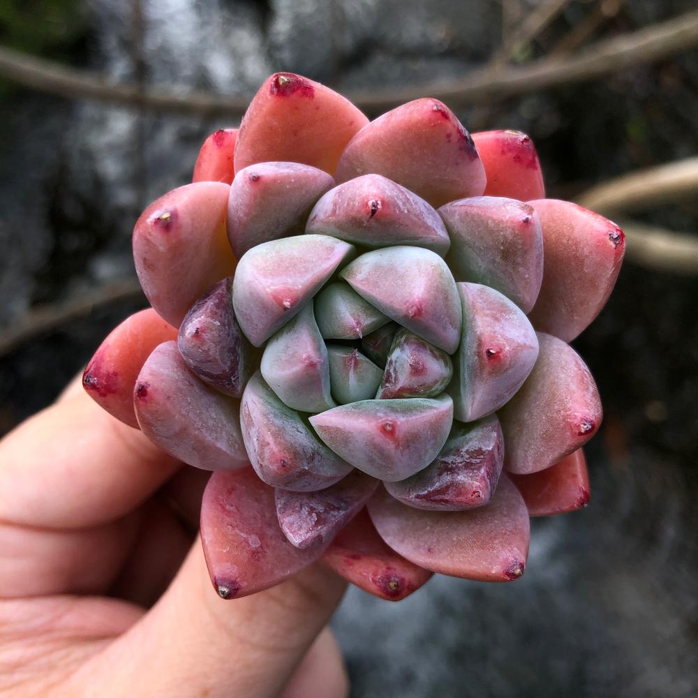 冰粉 Echeveria 'Ice pink'