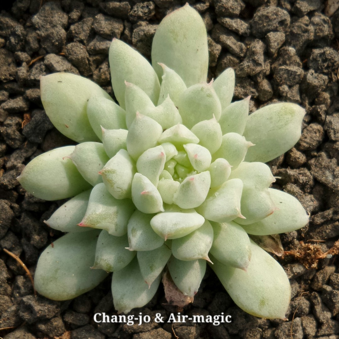 Echeveria 'Pranee Kakhao'   