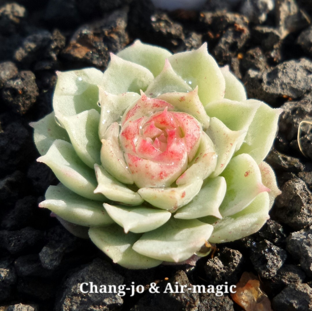 朱砂痣  Echeveria 'Red Hole'