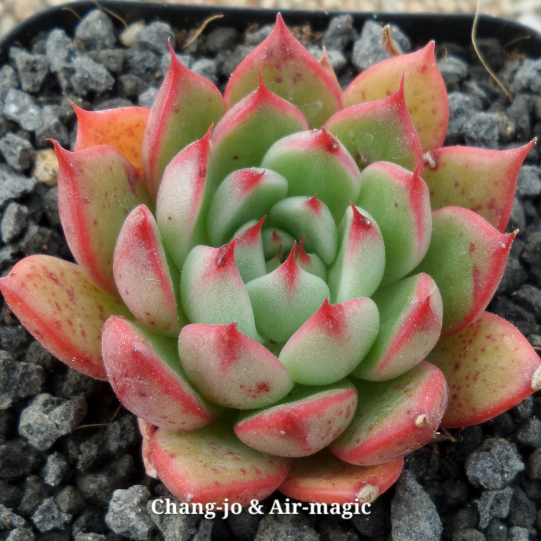 红摩卡 Echeveria 'Red Mocha'