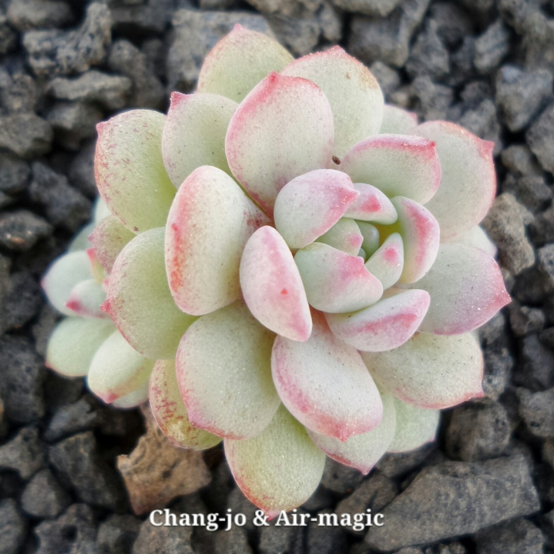 鲁宾 Echeveria 'Robin'