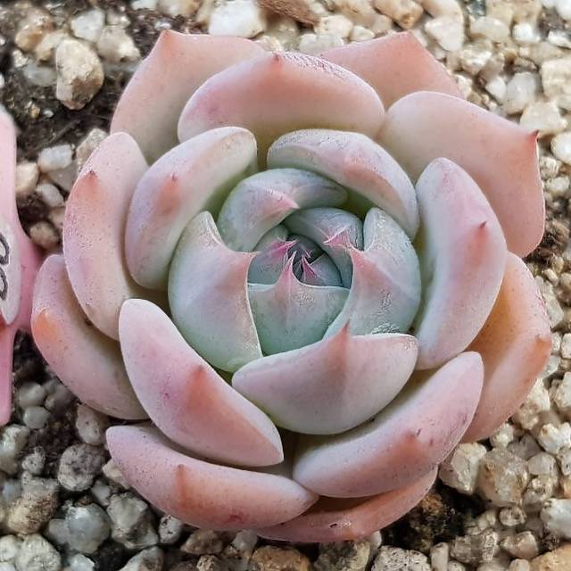 罗珊娜 Echeveria 'Rosanna'