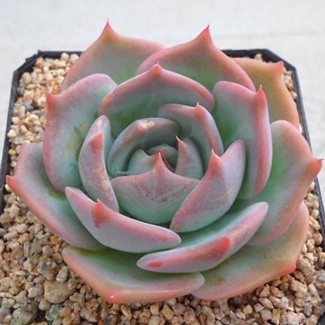 罗珊娜 Echeveria 'Rosanna'